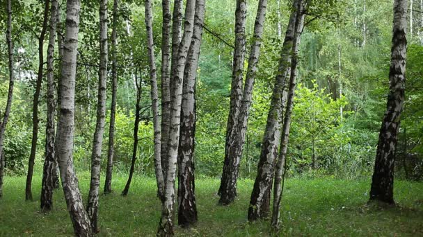 Hermosos abedules en un bosque de verano — Vídeos de Stock