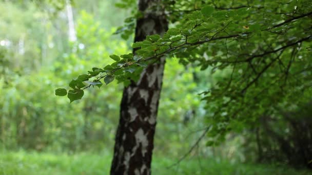 Красивые березы в летнем лесу — стоковое видео