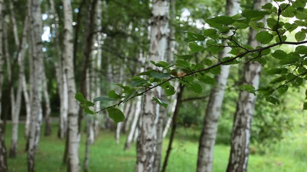 Beaux bouleaux dans une forêt d'été 