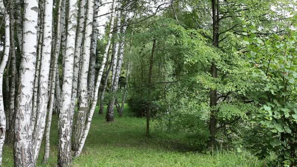 Schöne Birken in einem Sommerwald — Stockvideo