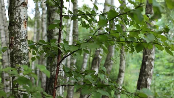 Mooie berkenbomen in een zomer forest — Stockvideo