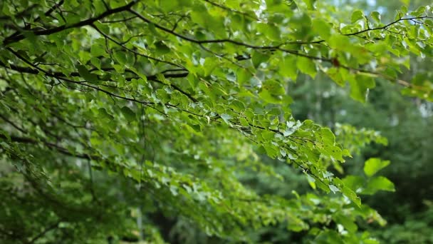 Beautiful birch trees in a summer forest — Stock Video