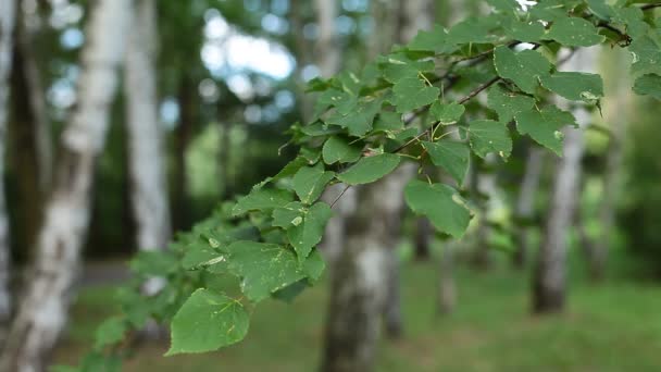 Beautiful birch trees in a summer forest — Stock Video