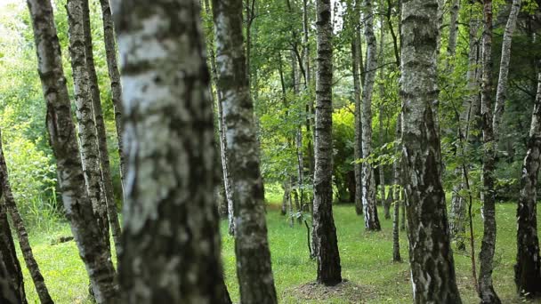 Beaux bouleaux dans une forêt d'été 
