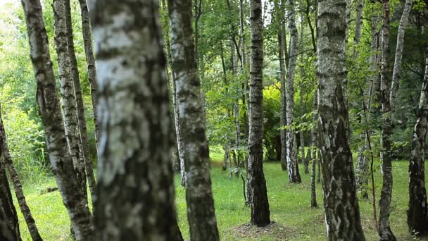 Hermosos abedules en un bosque de verano — Vídeos de Stock