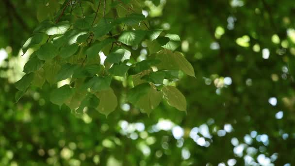 Piękne brzozy w las lato — Wideo stockowe