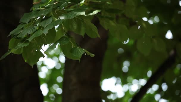 Schöne Birken in einem Sommerwald — Stockvideo