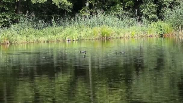 Lago verde naturaleza paisaje — Vídeo de stock