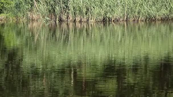 Lago verde naturaleza paisaje — Vídeos de Stock