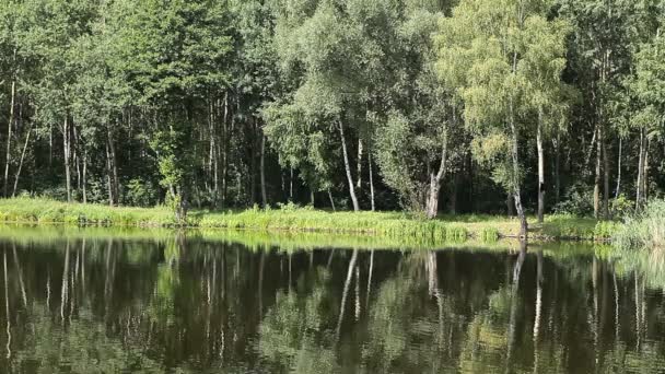 Zöld tó természetvédelmi táj — Stock videók