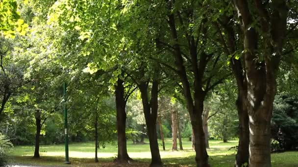 Beautiful birch trees in a summer forest — Stock Video