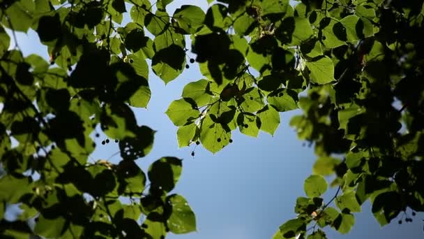 Hermosos abedules en un bosque de verano — Vídeos de Stock