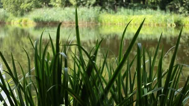 Verde lago natureza paisagem — Vídeo de Stock