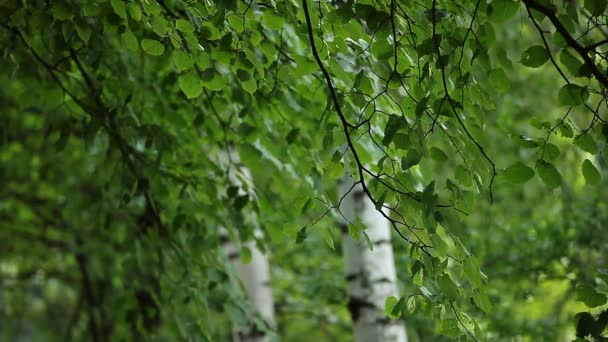 Vacker björkträd i en skog med sommaren — Stockvideo