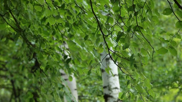 Gyönyörű nyírfa nyári erdőben — Stock videók