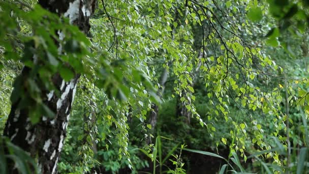 Schöne Birken in einem Sommerwald — Stockvideo