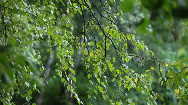 夏季森林里美丽的白桦树 — 图库视频影像