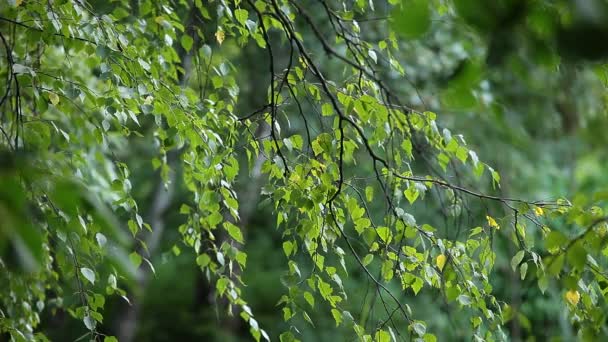 Beaux bouleaux dans une forêt d'été 