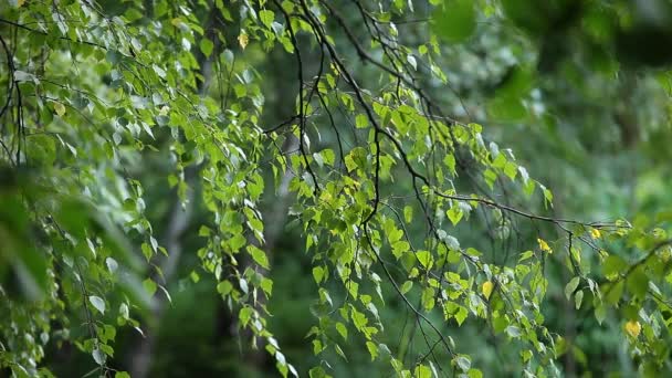 Mooie berkenbomen in een zomer forest — Stockvideo