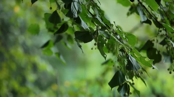 Gyönyörű nyírfa nyári erdőben — Stock videók