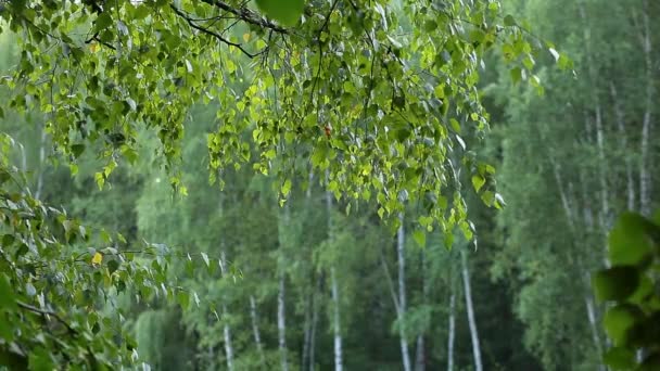 Belas bétulas em uma floresta de verão — Vídeo de Stock