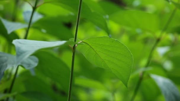 Belle betulle in una foresta estiva — Video Stock