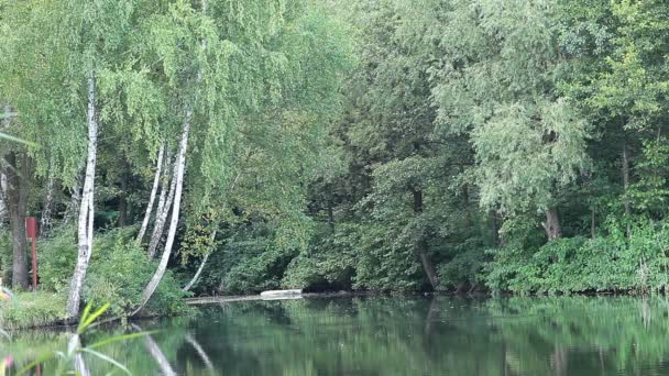 Verde lago natureza paisagem — Vídeo de Stock