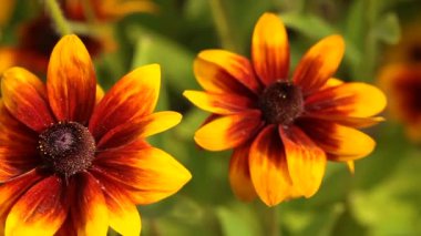 bahçede çiçek parlak sarı rudbeckia