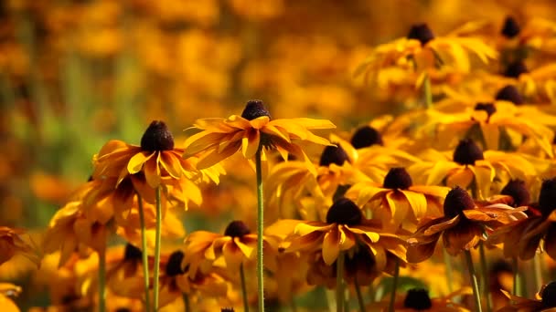 Flores de Rudbeckia amarillo brillante en el jardín — Vídeo de stock
