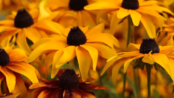 Ярко-желтые цветки рудбекии в саду — стоковое видео