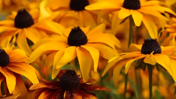 Flores de Rudbeckia amarillo brillante en el jardín — Vídeo de stock