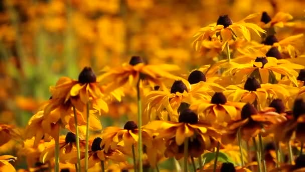 Leuchtend gelbe Rudbeckia-Blüten im Garten — Stockvideo