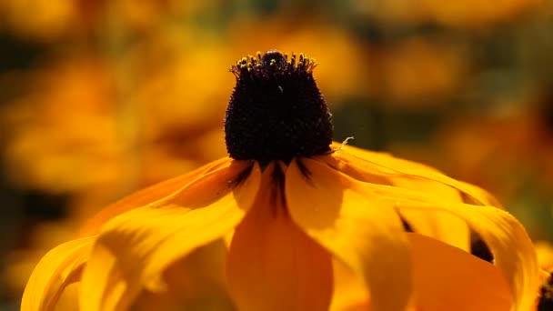 明亮的黄色黑心花园里的花 — 图库视频影像
