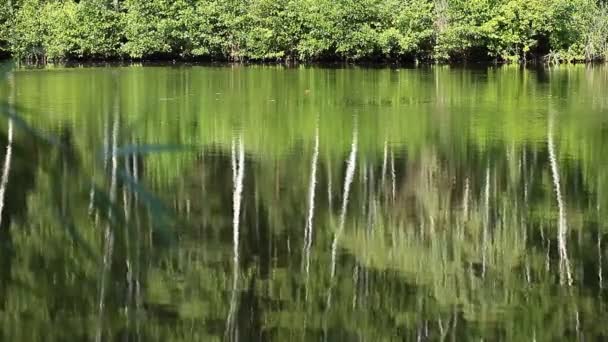 Lago verde naturaleza paisaje — Vídeo de stock