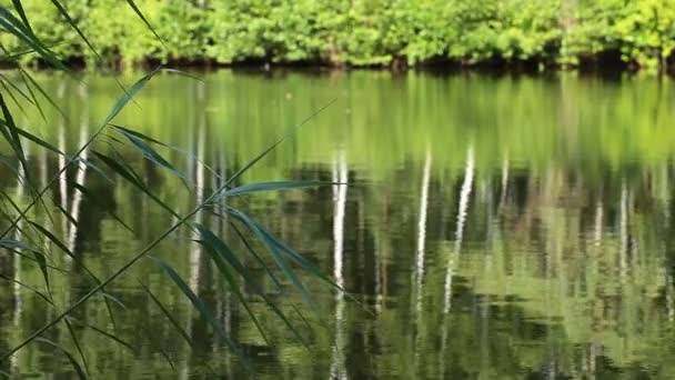 Lago verde naturaleza paisaje — Vídeo de stock