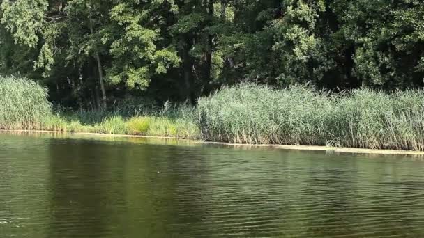 Lago verde naturaleza paisaje — Vídeo de stock