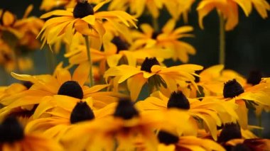 bahçede çiçek parlak sarı rudbeckia