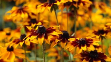 bahçede çiçek parlak sarı rudbeckia