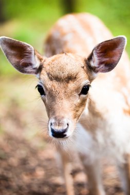 arka plan bulanık üzerinde genç alageyik