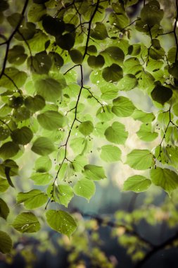 Doğan güneşte huş yaprağı