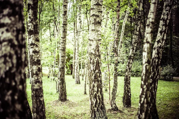 Mooie berkenbomen in een zomer forest — Stockfoto