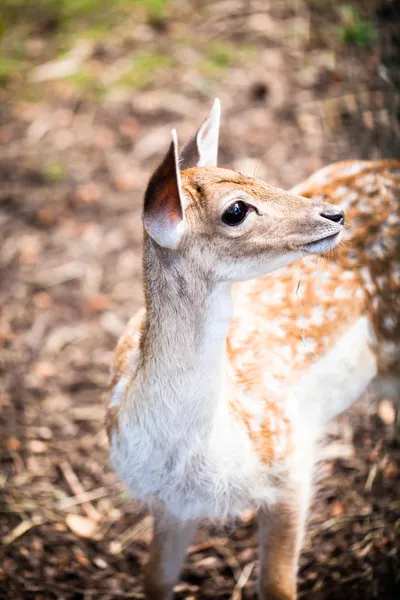 ぼやけて背景上の若いダマジカ — ストック写真