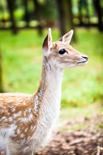 Young Fallow Deer over blurred background — Stock Photo, Image