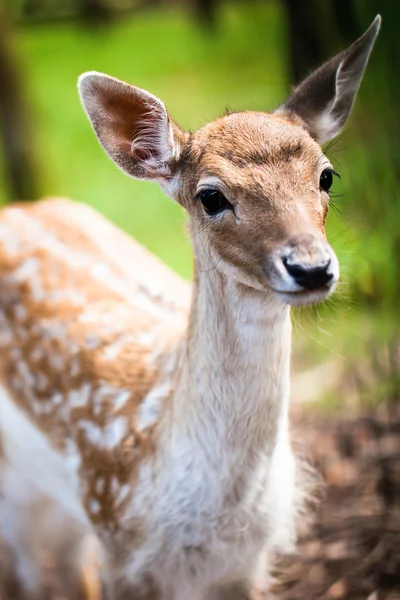 Young Fallow Deer over blurred background — Stock Photo, Image