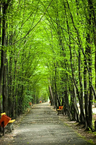 Green forest trees tunel in park — Stock Photo, Image