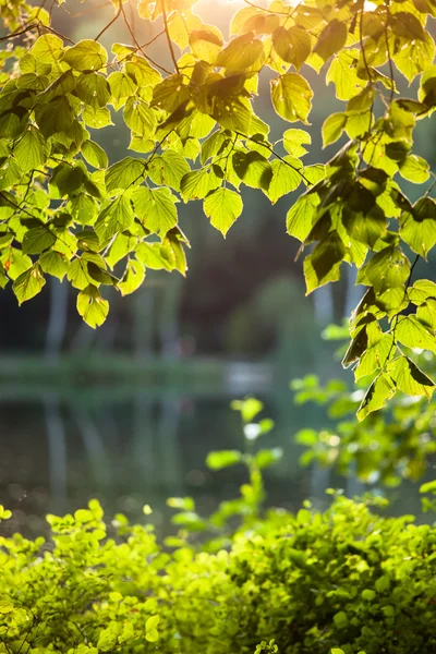 Doğan güneşte huş yaprağı — Stok fotoğraf