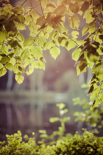 Las hojas de abedul en el sol naciente — Foto de Stock