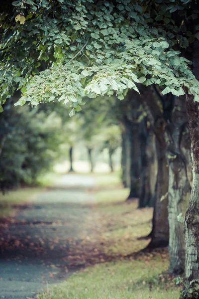 Forest patch over blurred background — Stock Photo, Image