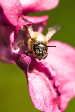 çiçek Tozlanan bal arısı