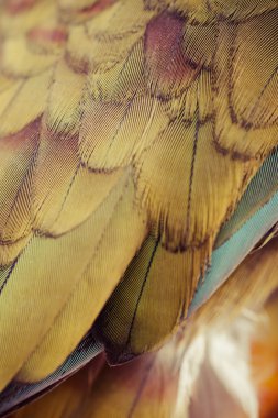 kuş tüyü portre renkli Amerika papağanı